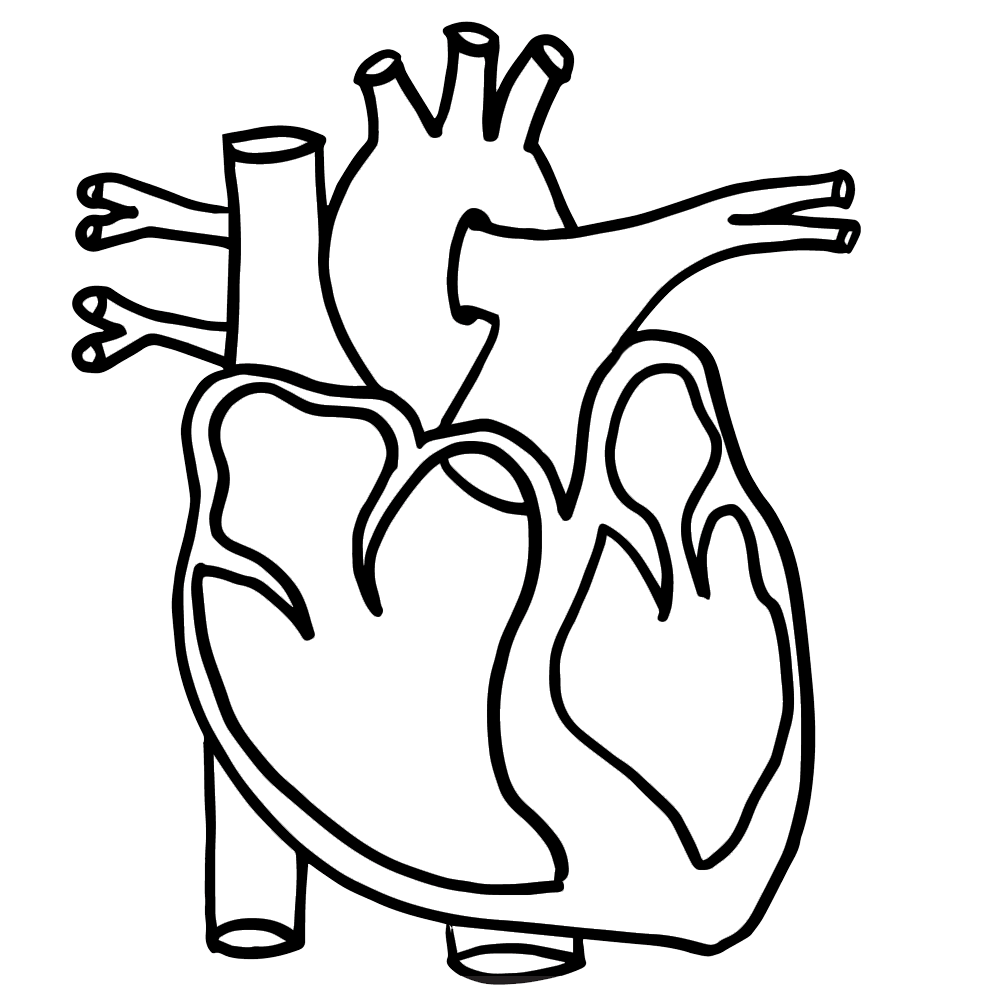 Heart Anatomy Coloring Page - Human Heart Clip Art