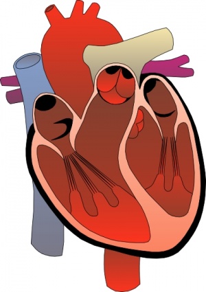 heart disease: Schematic expl