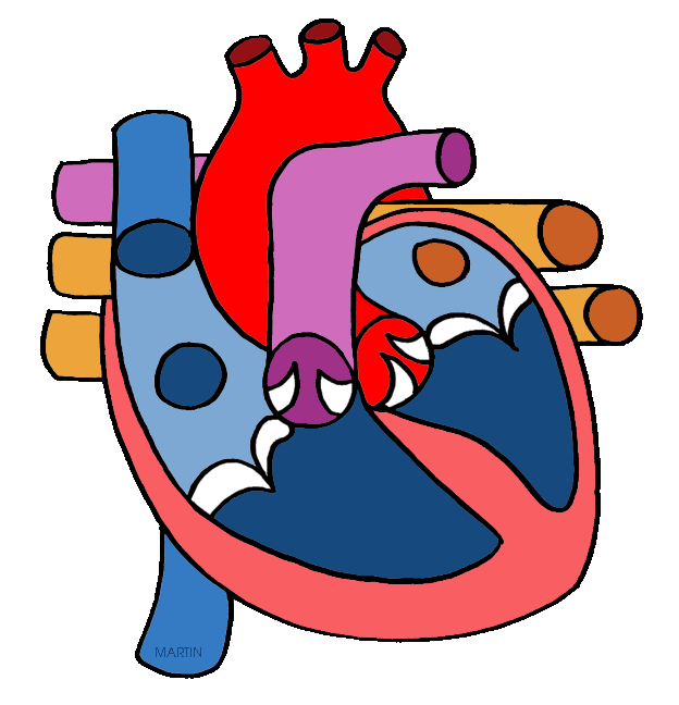 Heart Organ Clipart Free Clip Art Images