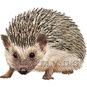 Hedgehog Clipart Graphics Fre - Hedgehog Clipart