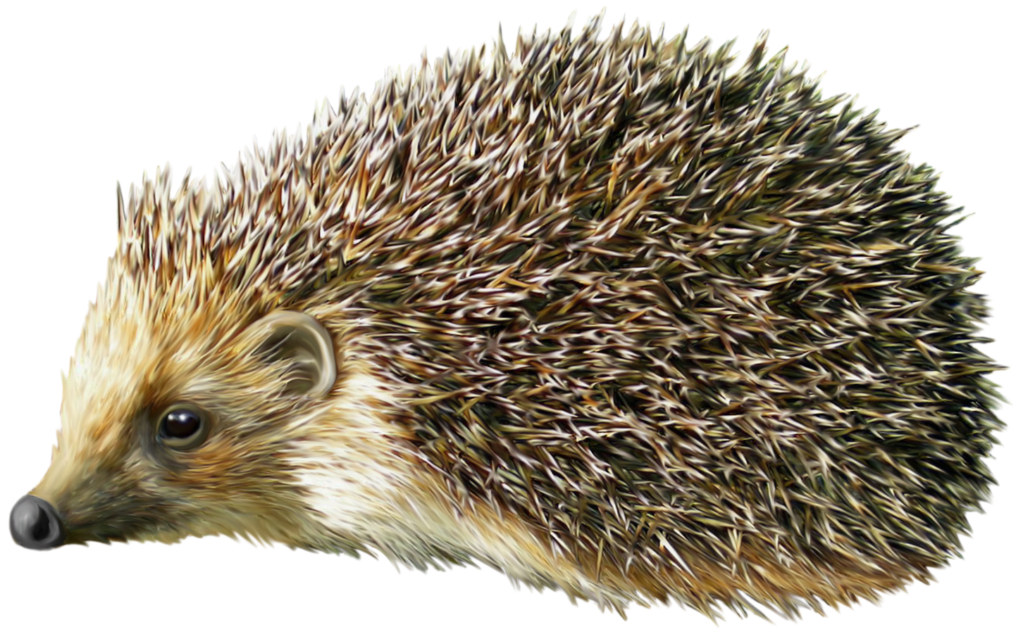 Hedgehog clipart tumundografi - Hedgehog Clipart
