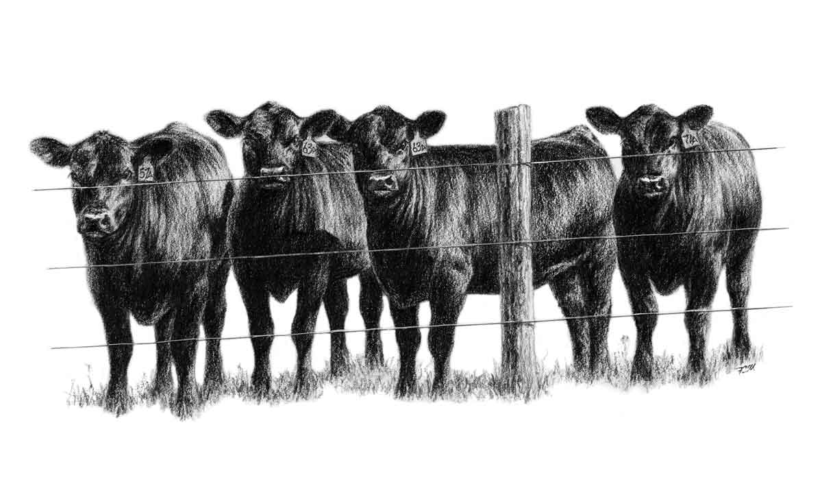 Heifers ... - Cattle Clipart