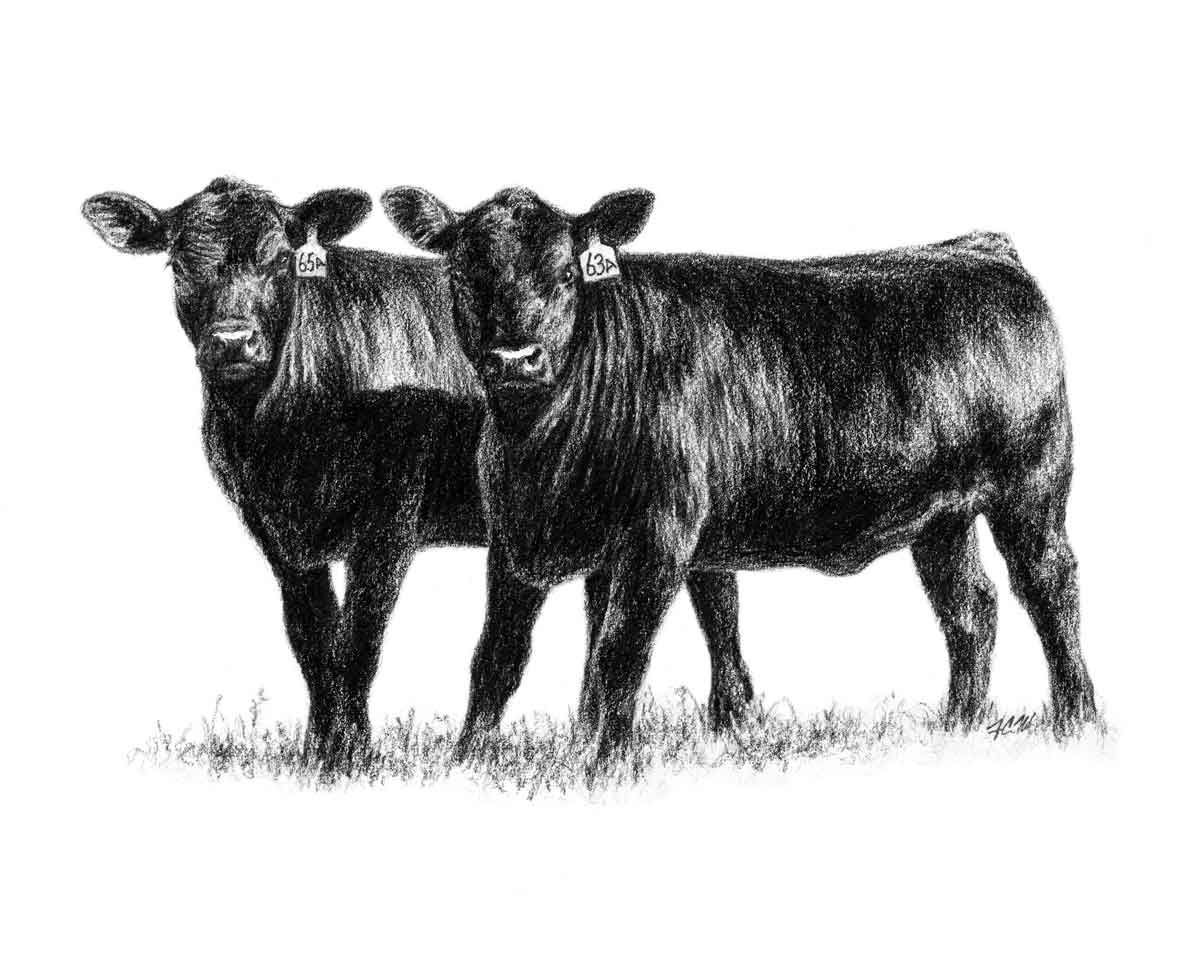Cattle cliparts