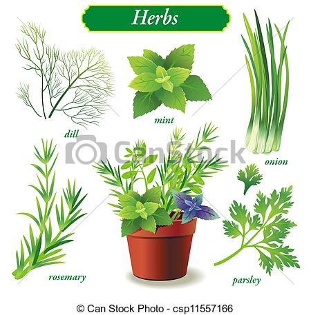 Herbs - csp11557166