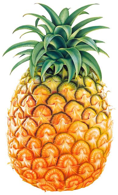 Here you can download free PN - Clipart Pineapple