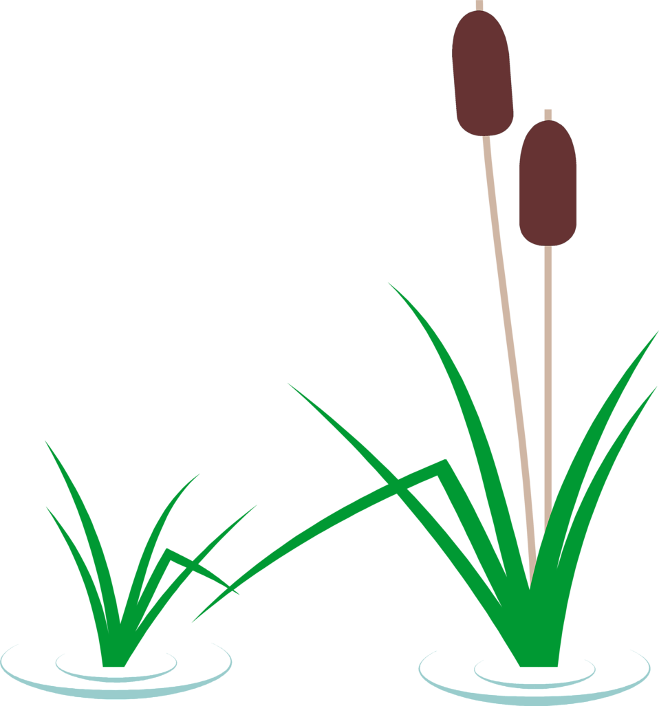 Home Cattails Clipart Gallery - Cattail Clipart