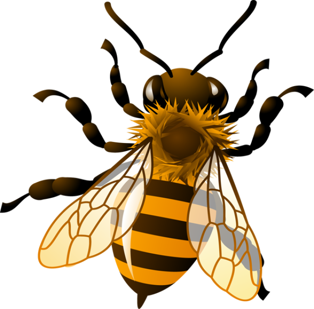 Honey Bee Clip Art Images Pictures Becuo