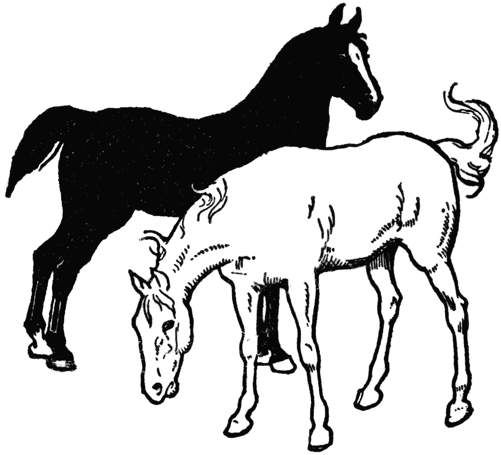 Horses Colts Foals Fillies