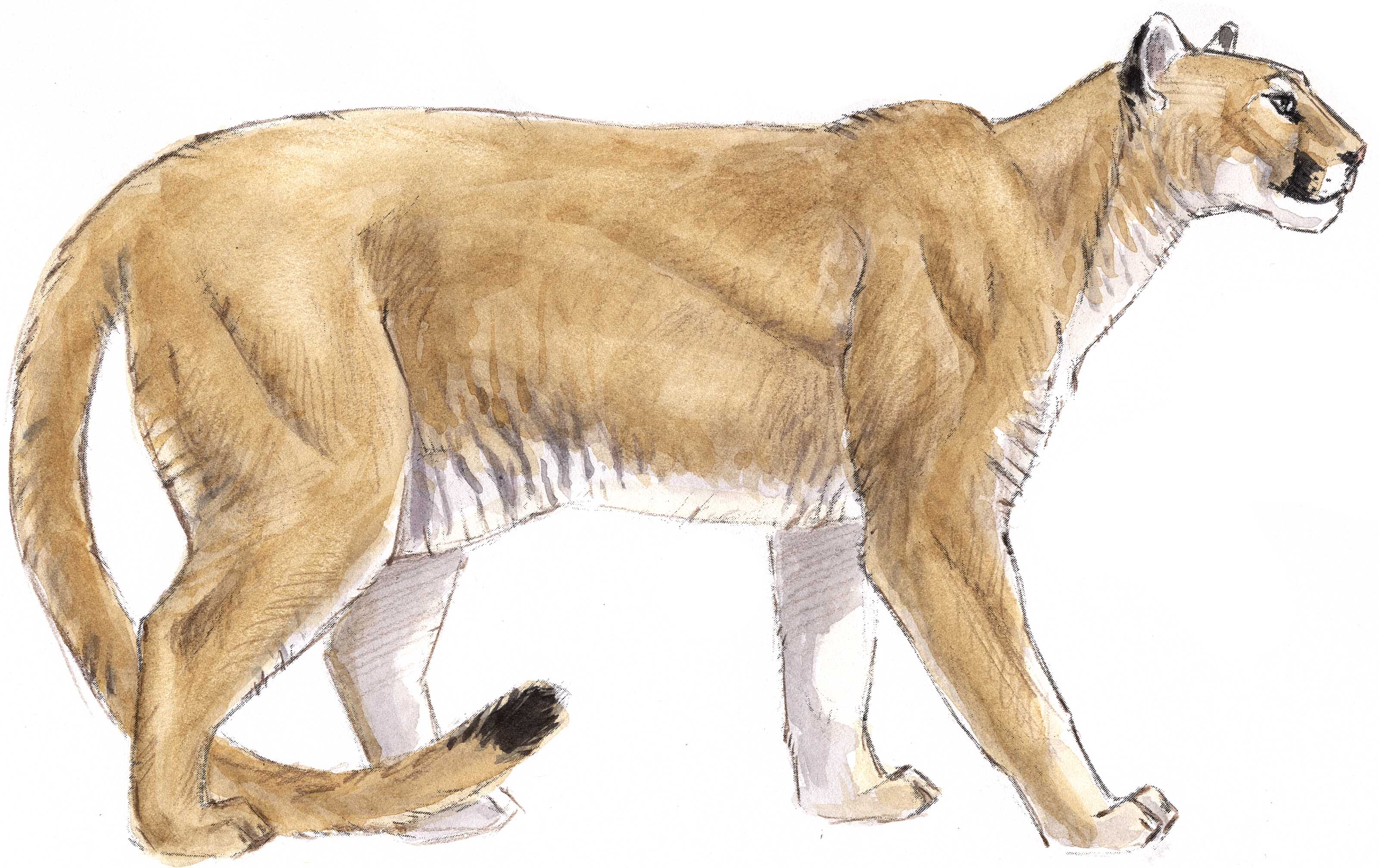 How To Draw A Mountain Lion F - Mountain Lion Clipart