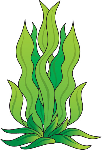How To Draw Seaweed Clipart B - Seaweed Clipart