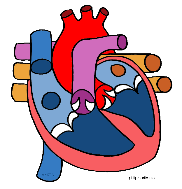 human heart clipart - Anatomical Heart Clipart