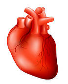 human heart clipart - Real Heart Clipart