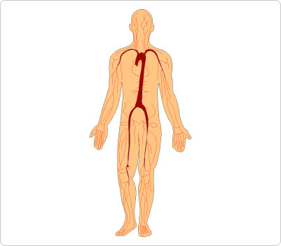 Human Body Clipart Cliparts Co