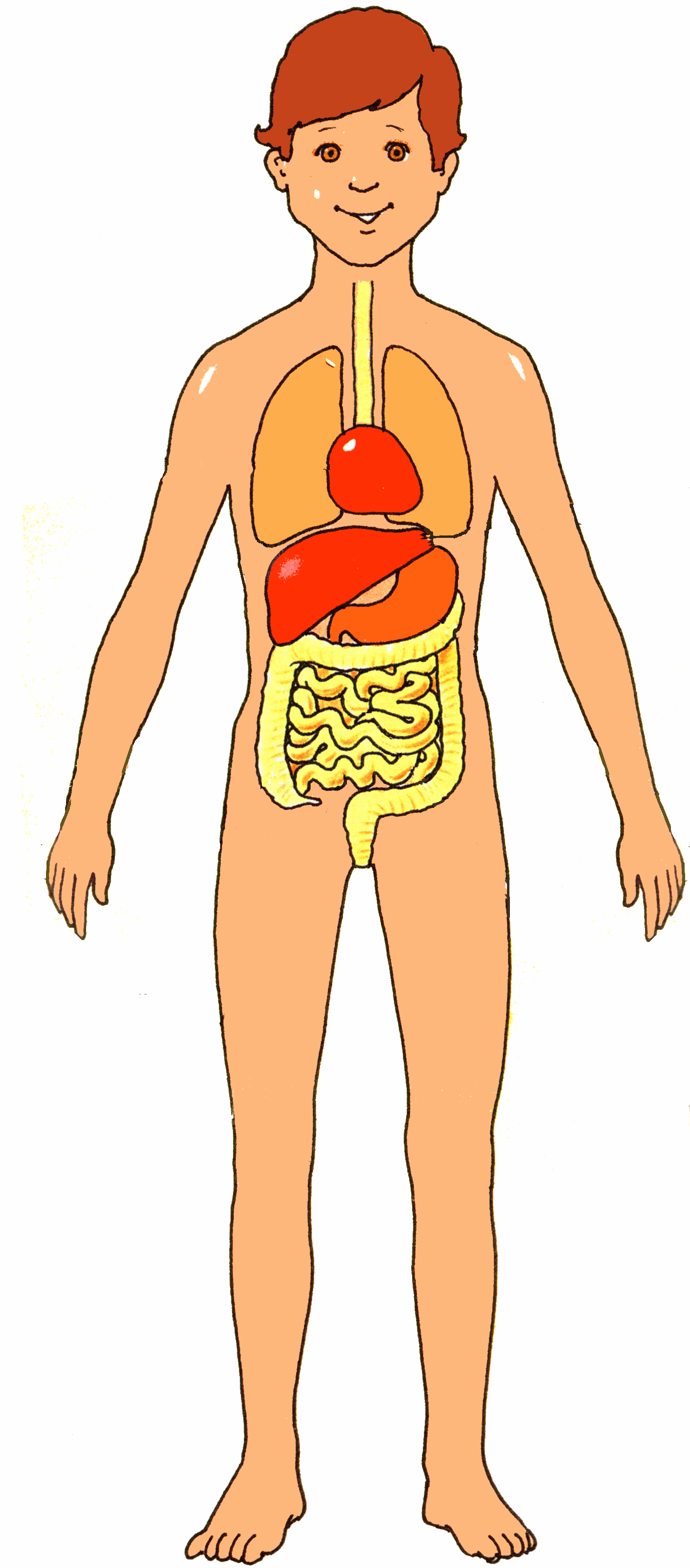 Human Body Outline Image