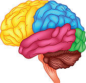 human brain; brain teaser ... - Brain Clipart