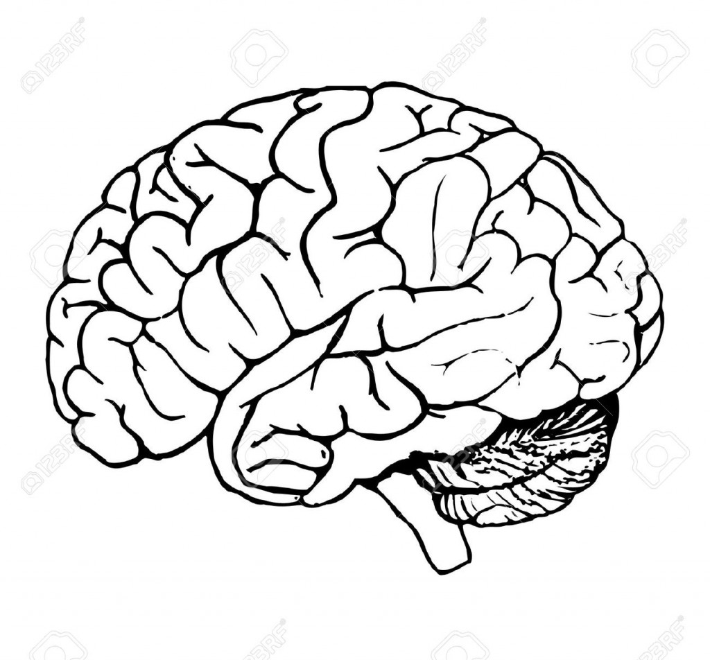 Human Brain Stock Photo - Brain Clipart