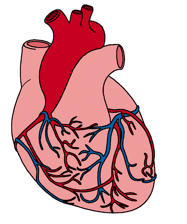 Human Clip Art - Anatomical Heart Clipart