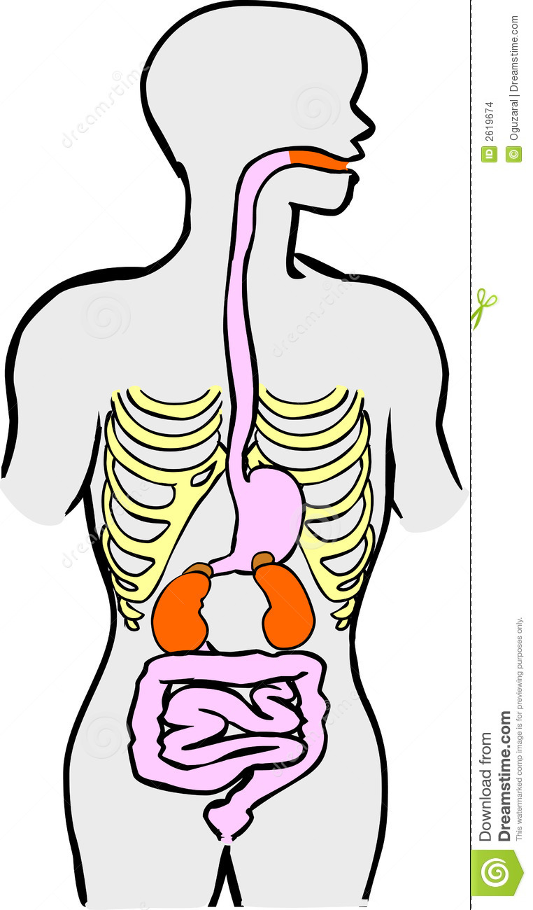Human Digestive System - Digestive System Clipart