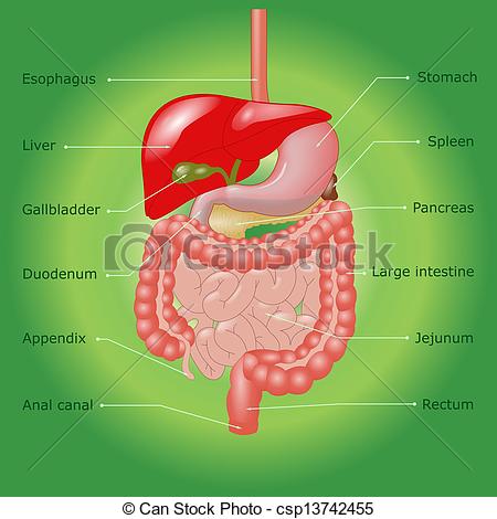 ... Human digestive system in - Digestive System Clipart