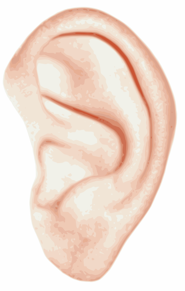 Human Ear Clip Art At Clker C - Ears Clip Art