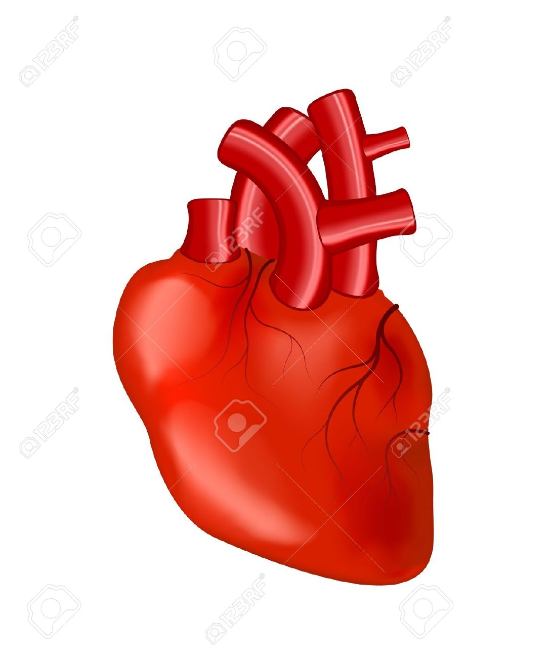 Human Heart Anatomy Cliparts  - Human Heart Clip Art