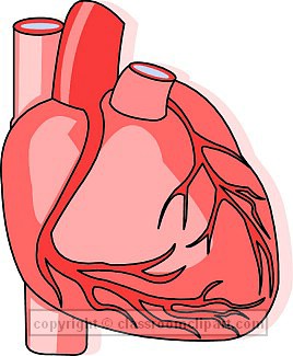 Human Heart Clip Art - Human Heart Clip Art