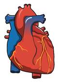 Human Heart Clip Art Vector .