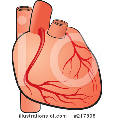 Human Heart Clipart 217898 By - Human Heart Clip Art