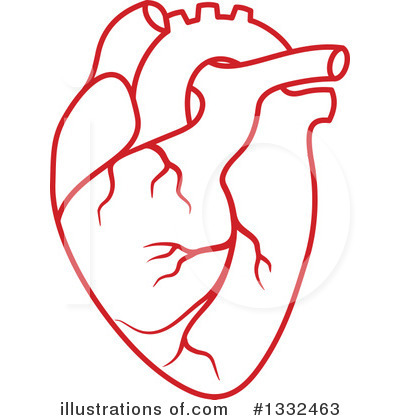 ... Human Heart - Vector illu