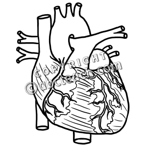 Human Heart Clipart Black And - Anatomical Heart Clipart