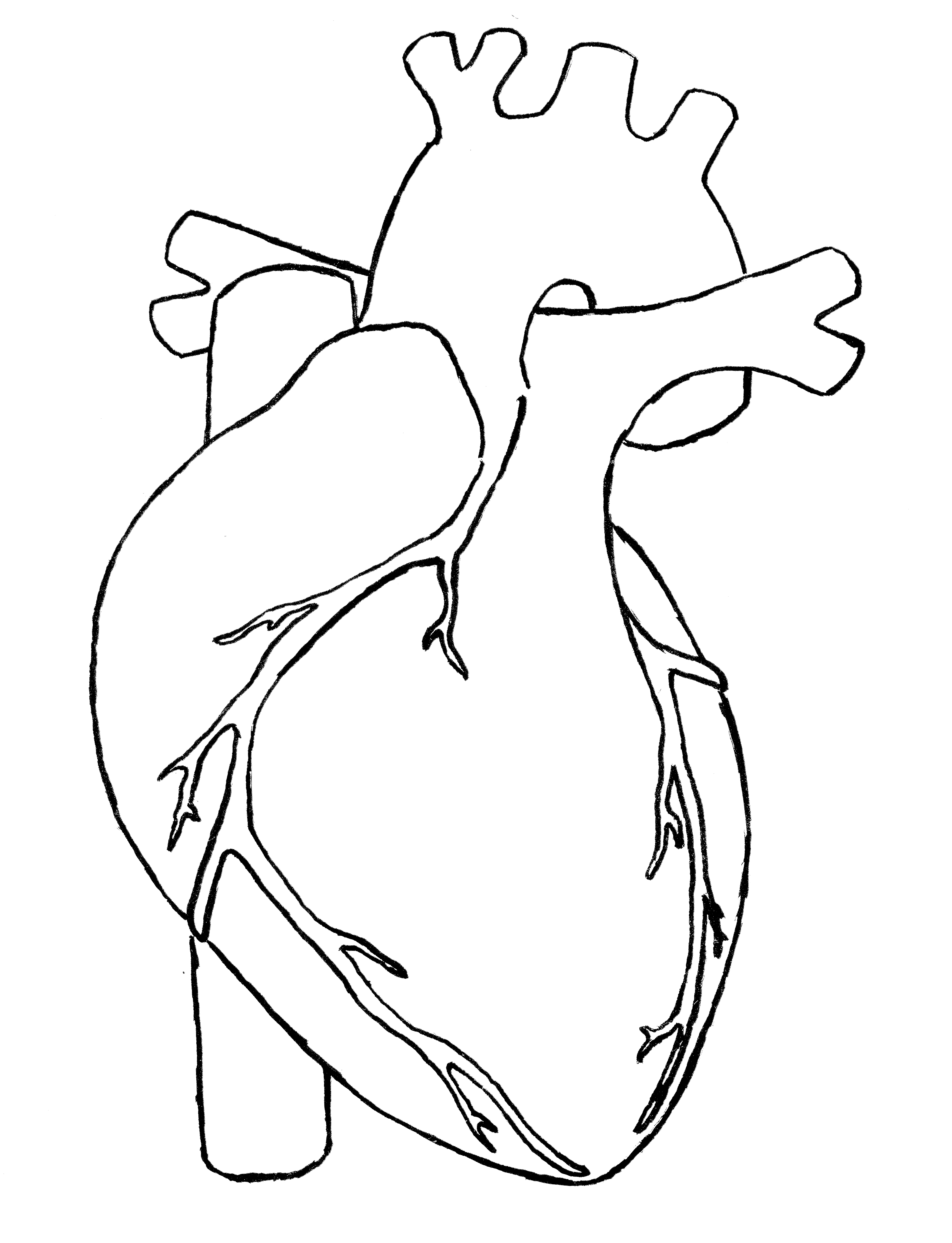 Human heart clipart drawing - - Anatomical Heart Clipart