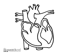 Human Heart Coloring Page