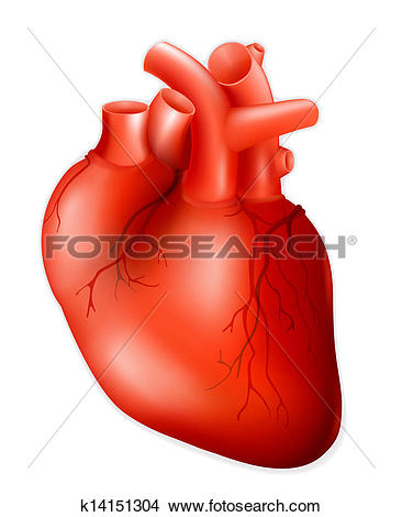 Human heart, eps10 - Anatomical Heart Clipart