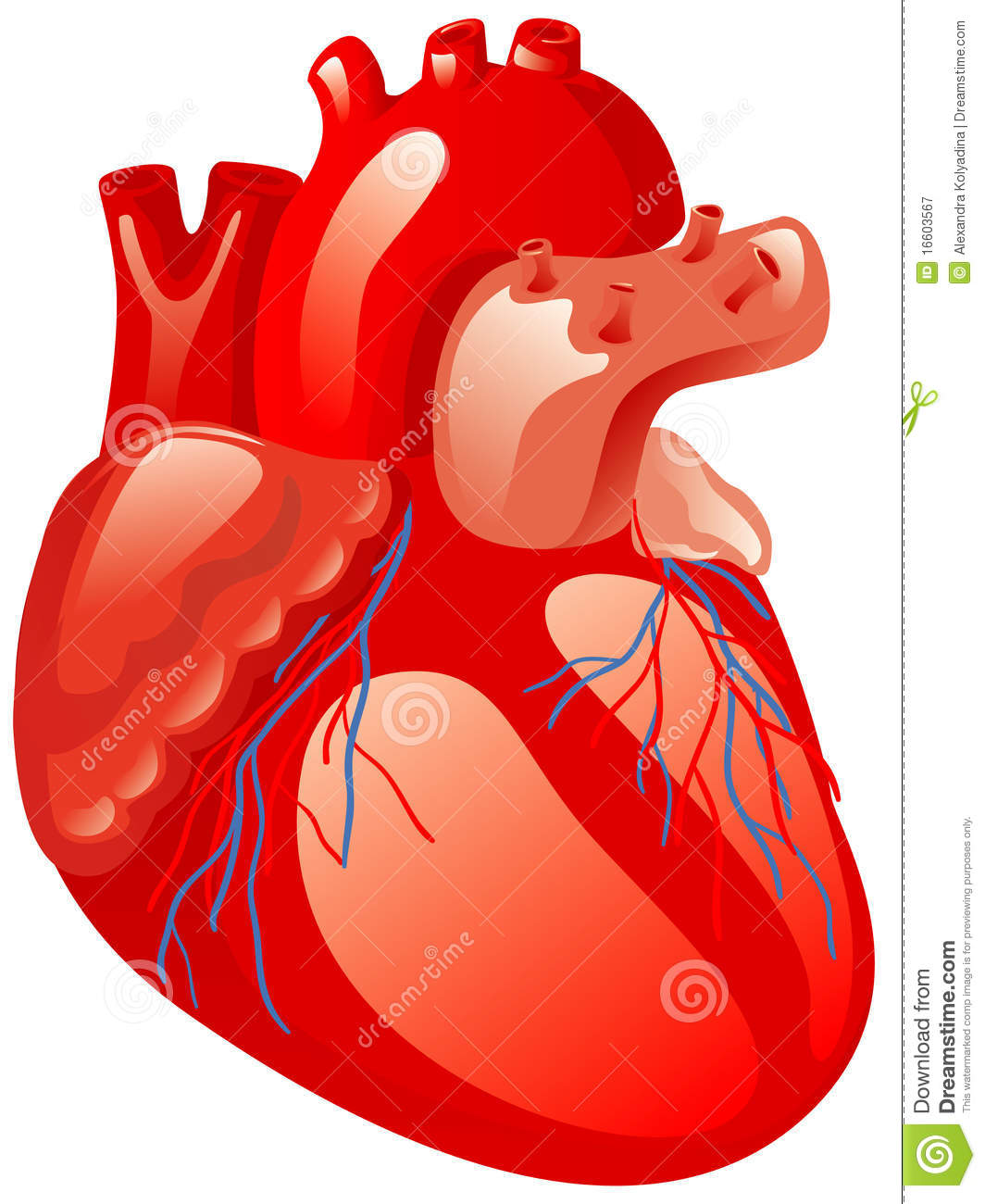 Human Heart Royalty Free Stock Photography Image 16603567