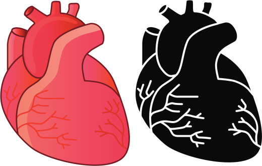 human heart vector art . - Anatomical Heart Clipart