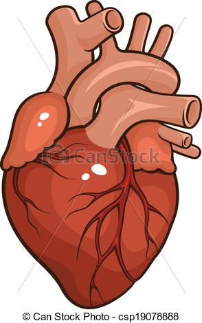 ... Human Heart - Vector illustration of a Human Heart isolated.