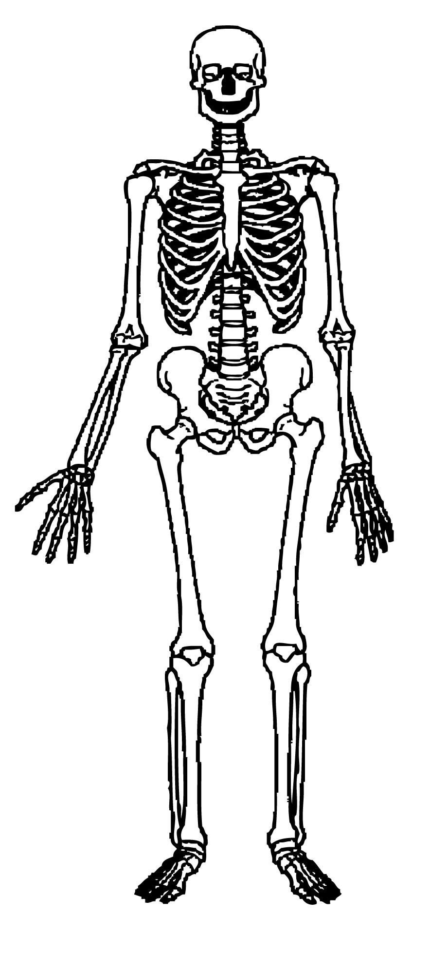 Human Skeleton Clipart Free C - Clipart Skeleton