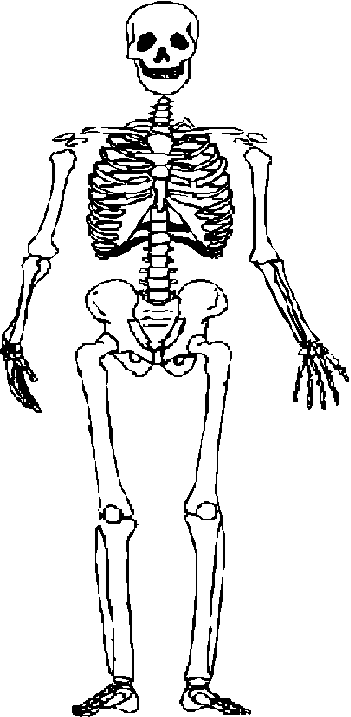 Human Skeleton Clipart