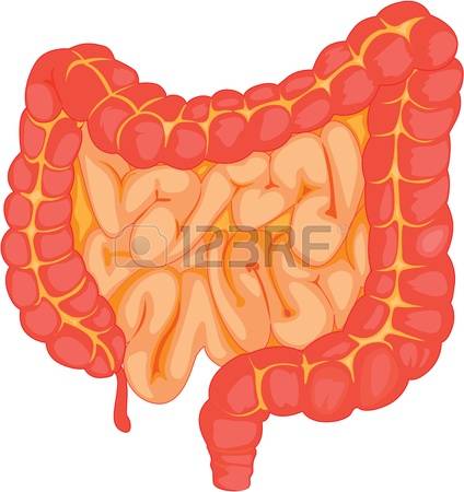 human small intestine: illustration of intestine on white Illustration