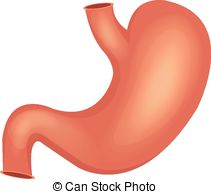 Human stomach. - Stomach Clipart