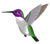 hummingbird clipart