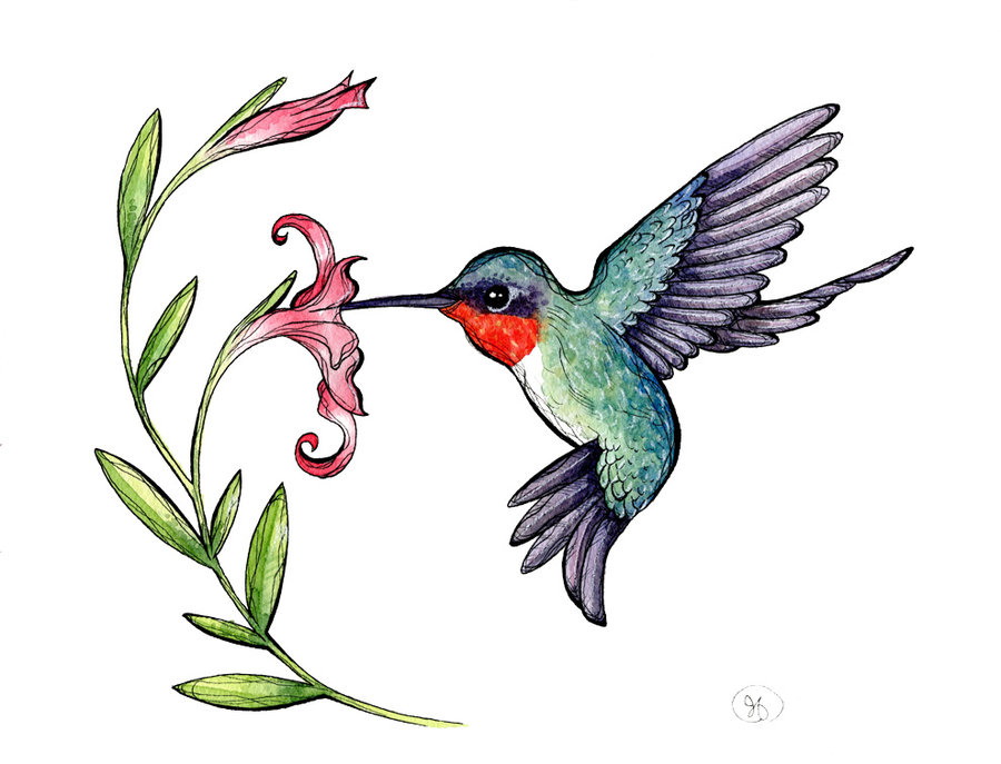Hummingbird Clipart Clipart P