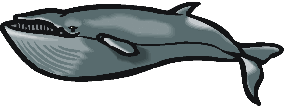 humpback whale clipart