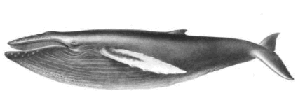 humpback whale clip art .