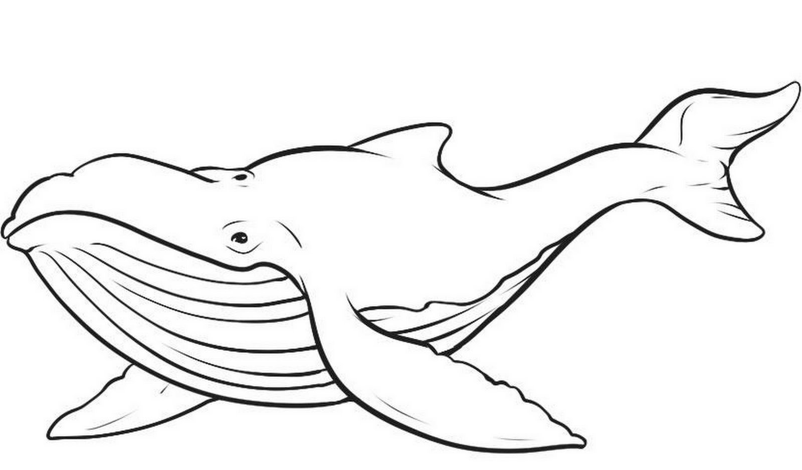 Humpback Whale Vector Clipart Panda Free Clipart Images