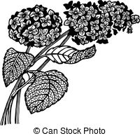 ... hydrangea branch - A branch of a hydrangea with floewrs and... hydrangea branch Clipartby ...