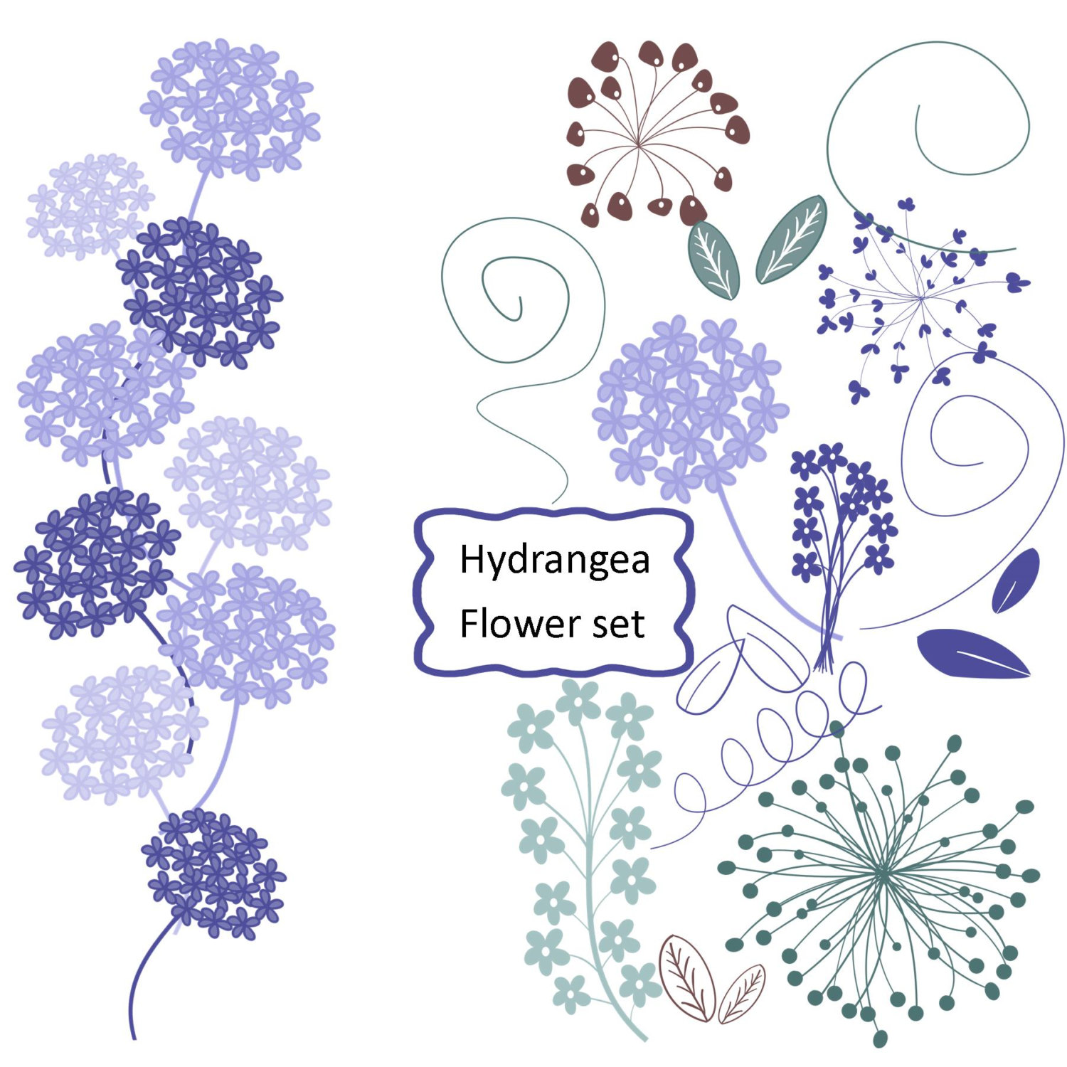 Hydrangea Clipart