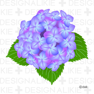 Hydrangea Flower Pictures Of Clipart And Graphic Design And