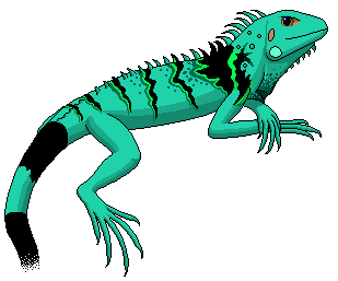 large green iguana lizard cli