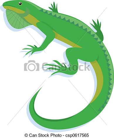 ... Iguana on a white background